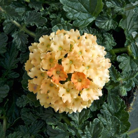 Foto de variedad de flores para ser usadas como: Planta de temporada / borde del macizo Verbena Fuego™ sel® Apricot