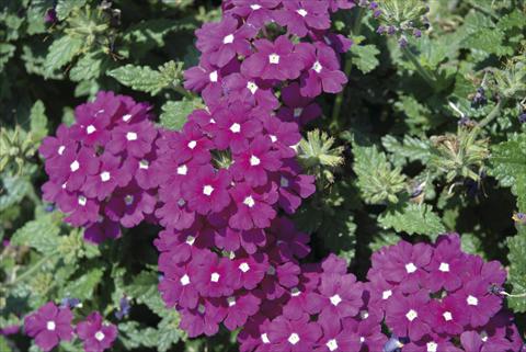 Foto de variedad de flores para ser usadas como: Planta de temporada / borde del macizo Verbena Fuego™ sel® Violet with Eye