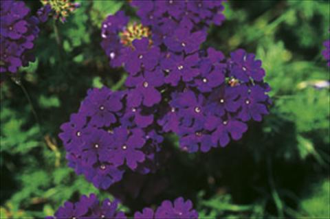 Foto de variedad de flores para ser usadas como: Tarrina de colgar / Maceta Verbena Lascar® sel® Dark Blue