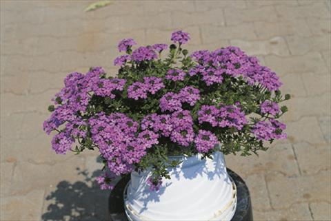 Foto de variedad de flores para ser usadas como: Tarrina de colgar / Maceta Verbena Compact Lascar® Lavender