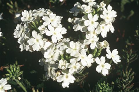 Foto de variedad de flores para ser usadas como: Tarrina de colgar / Maceta Verbena Compact Lascar® White