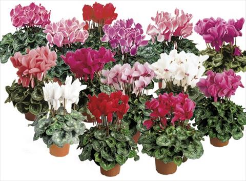 Foto de variedad de flores para ser usadas como: Maceta y planta de temporada Cyclamen persicum Formula 1