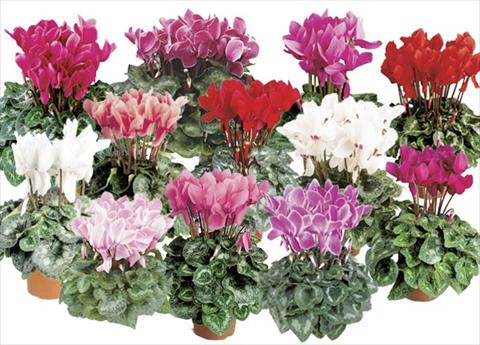 Foto de variedad de flores para ser usadas como: Maceta y planta de temporada Cyclamen persicum Formula 2