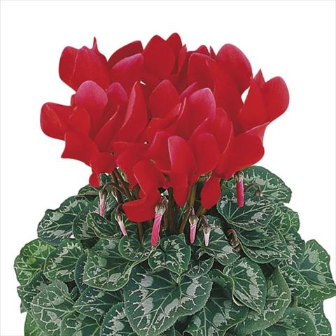 Foto de variedad de flores para ser usadas como: Maceta y planta de temporada Cyclamen persicum Halios® Écarlate Vif