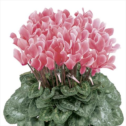 Foto de variedad de flores para ser usadas como: Maceta y planta de temporada Cyclamen persicum Latinia® Flammé Premium