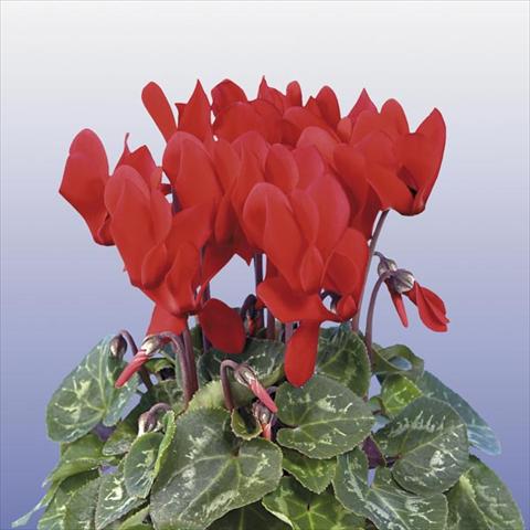 Foto de variedad de flores para ser usadas como: Maceta y planta de temporada Cyclamen persicum mini Super Serie Compact Red