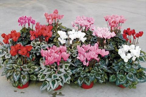 Foto de variedad de flores para ser usadas como: Maceta y planta de temporada Cyclamen persicum Midi Competition F1