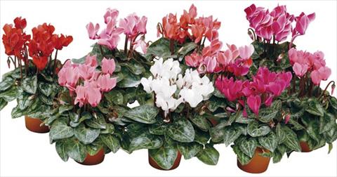 Foto de variedad de flores para ser usadas como: Maceta y planta de temporada Cyclamen persicum mini Micro Smart