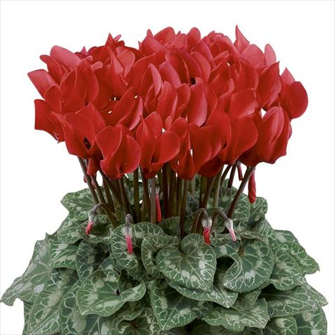 Foto de variedad de flores para ser usadas como: Maceta y planta de temporada Cyclamen persicum Latinia® Rouge Écarlate