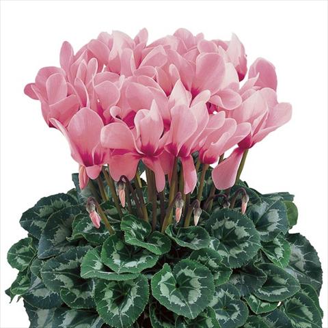 Foto de variedad de flores para ser usadas como: Maceta y planta de temporada Cyclamen persicum Halios® Rose à Oeil