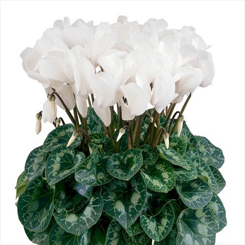 Foto de variedad de flores para ser usadas como: Maceta y planta de temporada Cyclamen persicum Halios® Blanc Pur