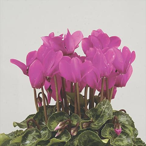 Foto de variedad de flores para ser usadas como: Maceta y planta de temporada Cyclamen persicum mini Super Serie Verano Dark Violet