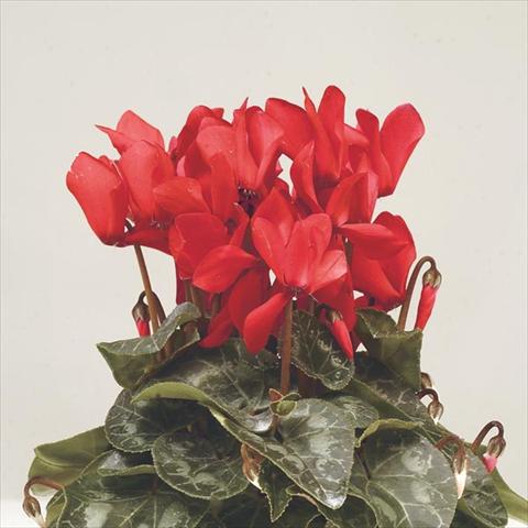 Foto de variedad de flores para ser usadas como: Maceta y planta de temporada Cyclamen persicum mini Super Serie Verano Red