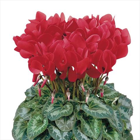 Foto de variedad de flores para ser usadas como: Maceta y planta de temporada Cyclamen persicum Halios® Écarlate Vif Compact