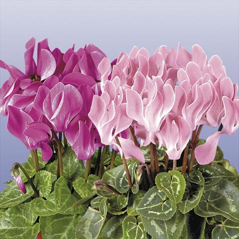 Foto de variedad de flores para ser usadas como: Maceta y planta de temporada Cyclamen persicum mini Super Serie Compact Flamed Mix