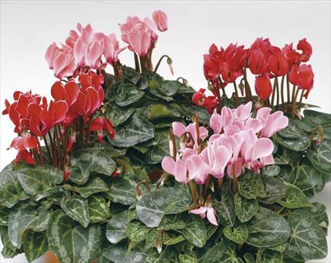 Foto de variedad de flores para ser usadas como: Maceta y planta de temporada Cyclamen persicum mini Mini Grand Channel