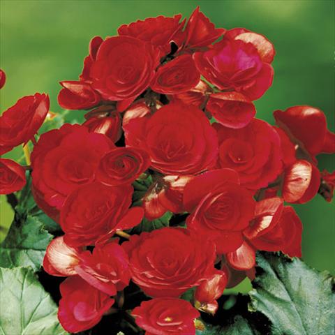 Foto de variedad de flores para ser usadas como: Tarrina de colgar / Maceta Begonia elatior Barkos Red