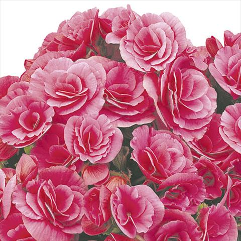 Foto de variedad de flores para ser usadas como: Tarrina de colgar / Maceta Begonia elatior Berseba Lilac Pink