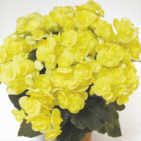 Foto de variedad de flores para ser usadas como: Tarrina de colgar / Maceta Begonia elatior Blitz Yellow