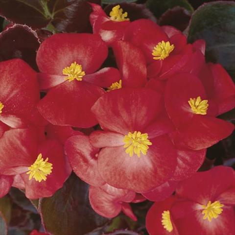 Foto de variedad de flores para ser usadas como: Maceta y planta de temporada Begonia semperflorens Hy F1 Scarlet Bronzed Leaf