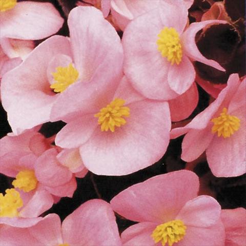 Foto de variedad de flores para ser usadas como: Maceta y planta de temporada Begonia semperflorens Hy F1 Rose Bronzed leaf
