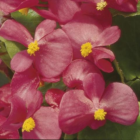 Foto de variedad de flores para ser usadas como: Maceta y planta de temporada Begonia semperflorens Hy F1 Rose Green leaf