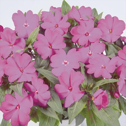 Foto de variedad de flores para ser usadas como: Tarrina de colgar / Maceta Impatiens N. Guinea Harmony Dark Purple