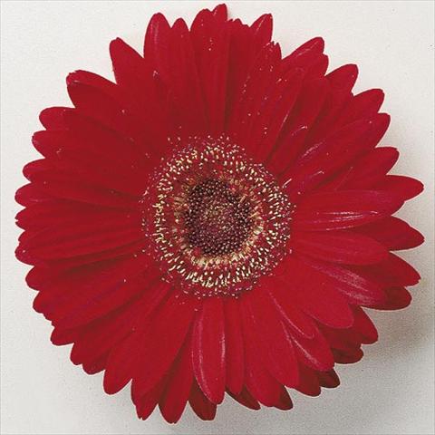 Foto de variedad de flores para ser usadas como: Maceta y planta de temporada Gerbera jamesonii Festival F1 Scarlet with Eye