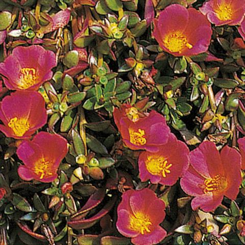 Foto de variedad de flores para ser usadas como: Maceta y planta de temporada Portulaca Rot