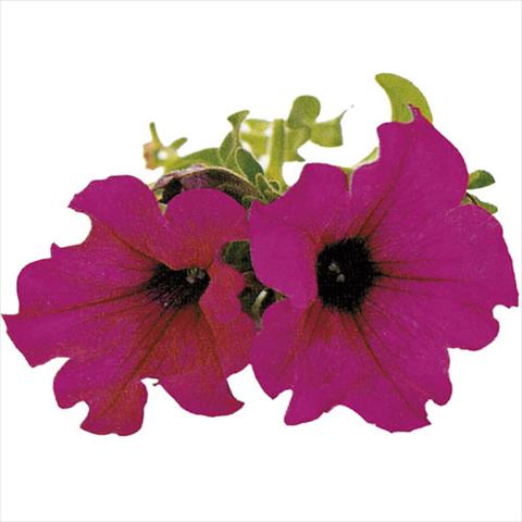 Foto de variedad de flores para ser usadas como: Tarrina de colgar / Maceta Petunia pendula Surfinia® Purple