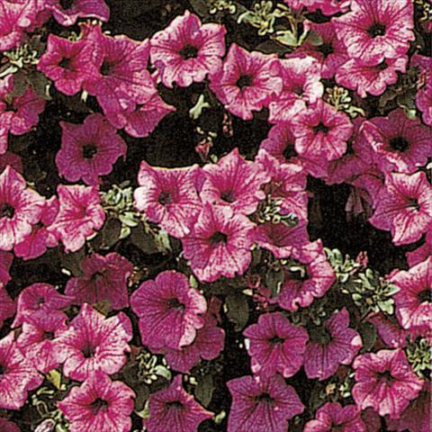 Foto de variedad de flores para ser usadas como: Tarrina de colgar / Maceta Petunia pendula Surfinia® Hot Pink 05