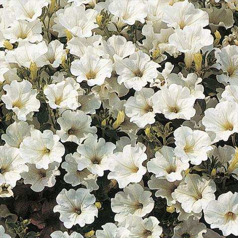 Foto de variedad de flores para ser usadas como: Tarrina de colgar / Maceta Petunia pendula Surfinia® White