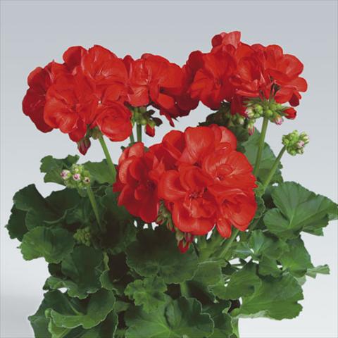 Foto de variedad de flores para ser usadas como: Maceta o Tarrina de colgar Pelargonium zonale pac® Anthony
