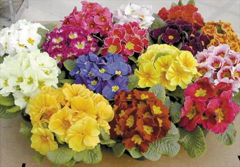 Foto de variedad de flores para ser usadas como: Maceta Primula acaulis, veris, vulgaris Bigal F1 Mix