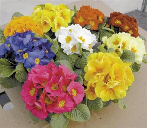 Foto de variedad de flores para ser usadas como: Maceta Primula acaulis, veris, vulgaris Daytona F1 Mix