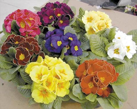 Foto de variedad de flores para ser usadas como: Maceta Primula acaulis, veris, vulgaris Silver Mix