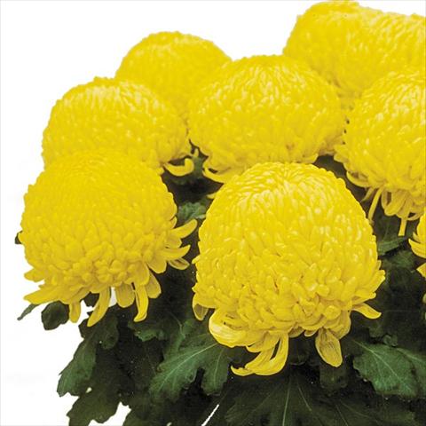 Foto de variedad de flores para ser usadas como: Maceta Chrysanthemum Passion Jaune
