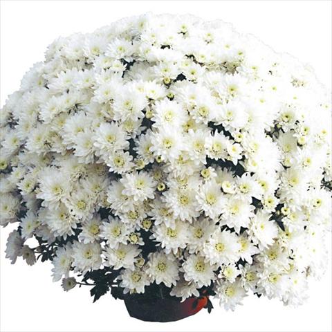 Foto de variedad de flores para ser usadas como: Maceta Chrysanthemum Cottonday