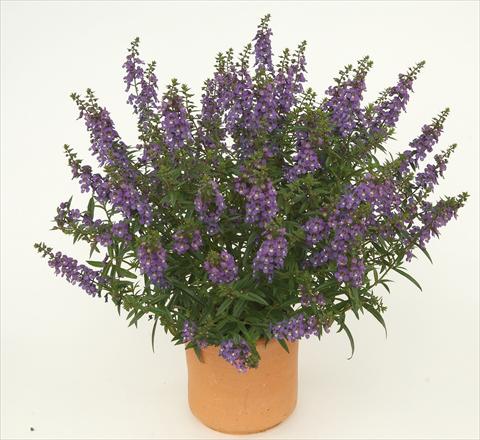 Foto de variedad de flores para ser usadas como: Maceta o Tarrina de colgar Angelonia angustifolia Alonia Dark Blue