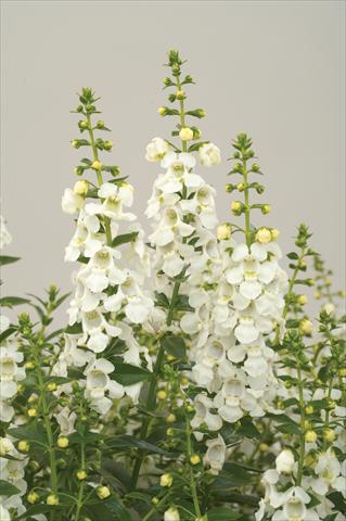 Foto de variedad de flores para ser usadas como: Patio, Maceta Angelonia angustifolia Alonia White
