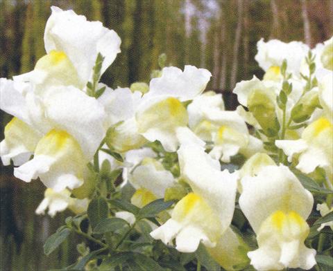 Foto de variedad de flores para ser usadas como: Maceta y planta de temporada Antirrhinum majus Dazzlig Lips Angel Spice
