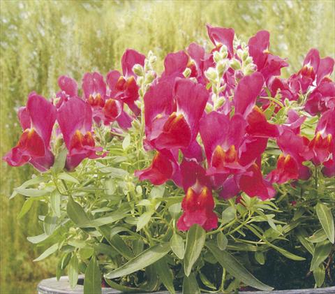 Foto de variedad de flores para ser usadas como: Maceta y planta de temporada Antirrhinum majus Dazzlig Lips Berry Nugget
