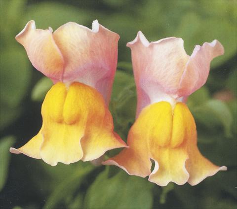Foto de variedad de flores para ser usadas como: Maceta y planta de temporada Antirrhinum majus Dazzlig Lips Peach Paradise