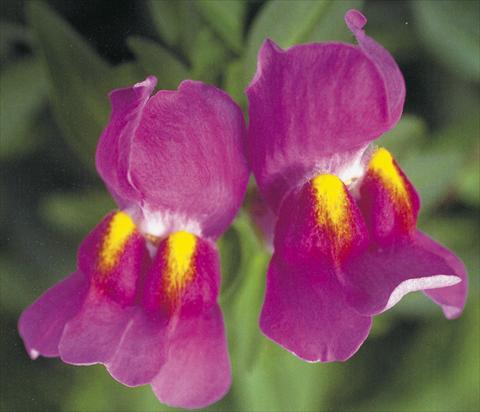 Foto de variedad de flores para ser usadas como: Maceta y planta de temporada Antirrhinum majus Dazzlig Lips Purple pearl
