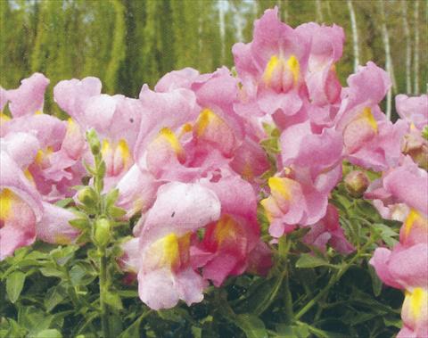 Foto de variedad de flores para ser usadas como: Maceta y planta de temporada Antirrhinum majus Dazzlig Lips Rose Petal