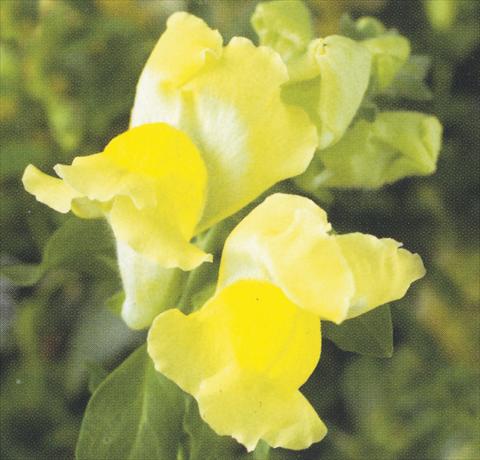 Foto de variedad de flores para ser usadas como: Maceta y planta de temporada Antirrhinum majus Dazzlig Lips Yellow Shine