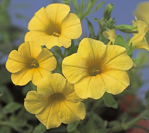 Foto de variedad de flores para ser usadas como: Maceta o cesta de trasplante Calibrachoa Calipetite Yellow