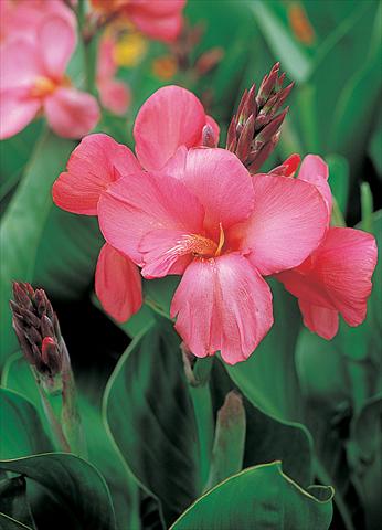 Foto de variedad de flores para ser usadas como: Maceta y planta de temporada Canna hybrida Tropical Rose