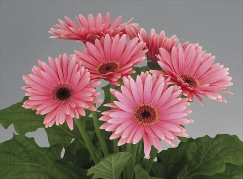 Foto de variedad de flores para ser usadas como: Maceta Gerbera jamesonii Royal Deep Pink dark Eye