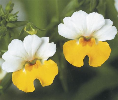 Foto de variedad de flores para ser usadas como: Tarrina de colgar / Maceta Nemesia Giggles Attraction